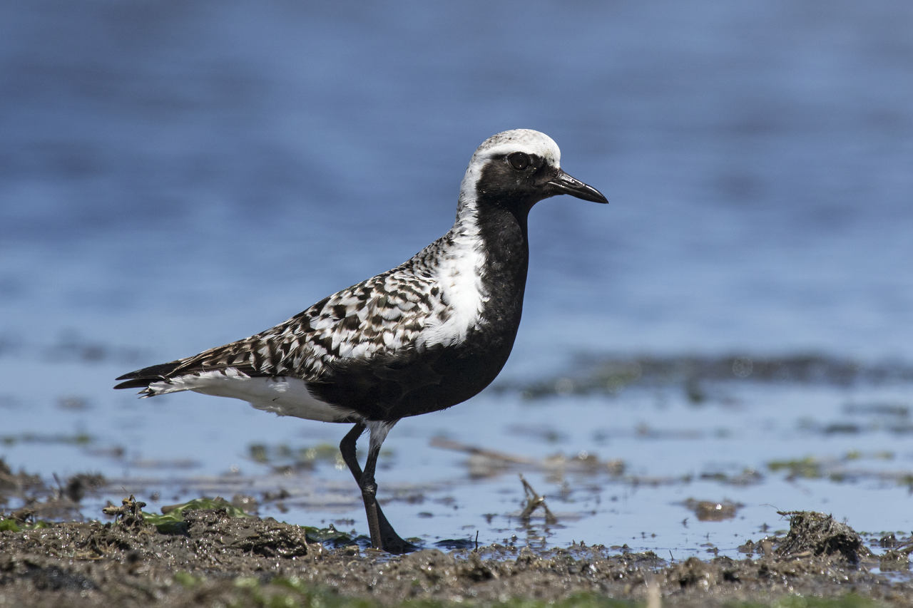 Zilverplevier (Pluvialis squatarola)