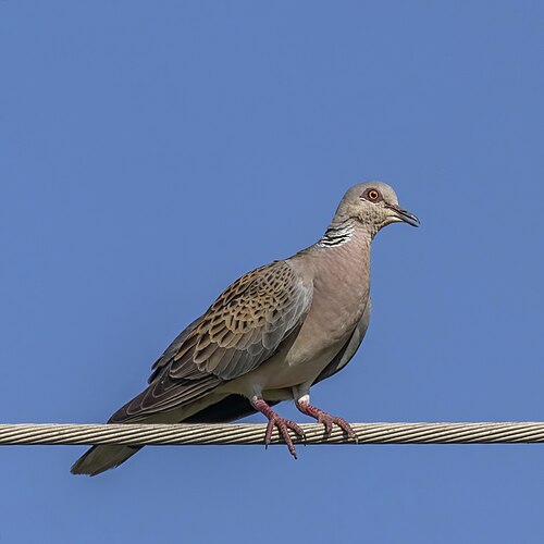 Turteltaube (Streptopelia turtur)