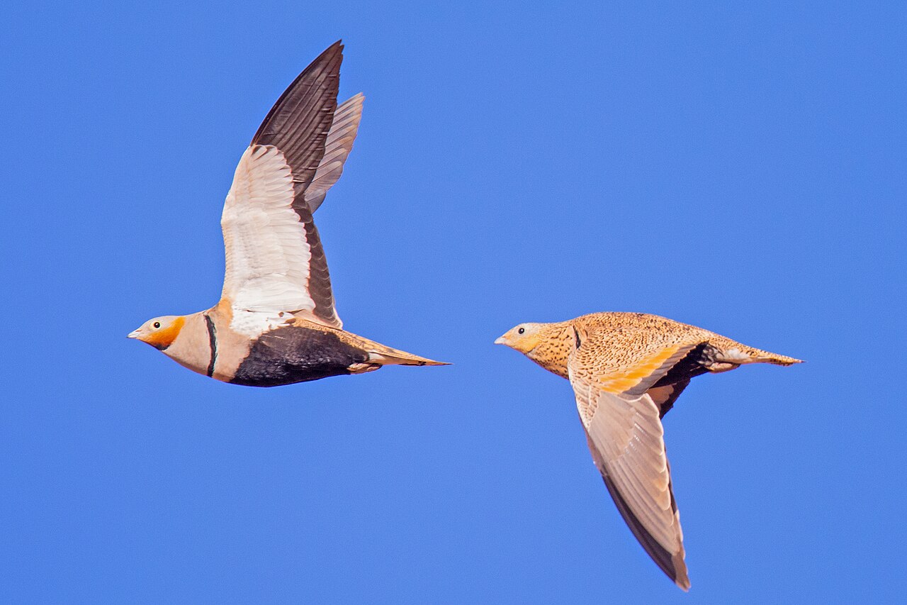 Zwartbuikzandhoen (Pterocles orientalis)