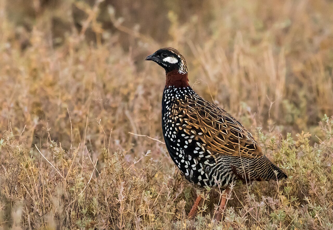 Zwarte frankolijn (Francolinus francolinus)