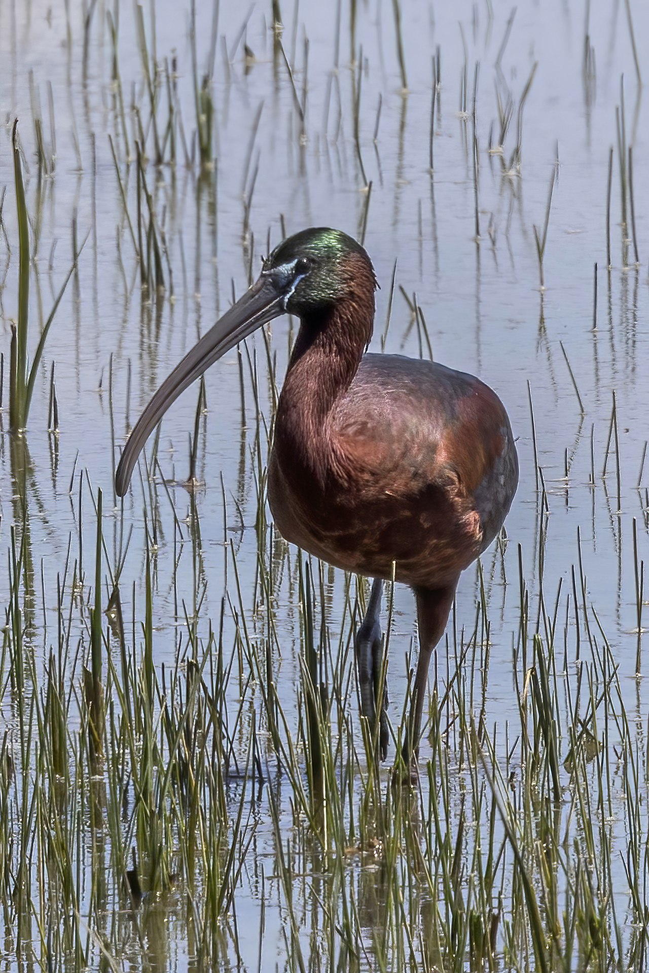 Zwarte ibis (Plegadis falcinellus)