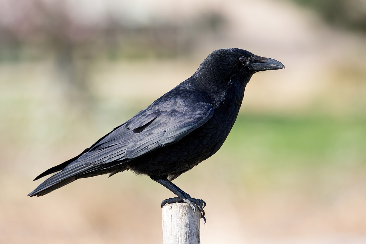 Zwarte kraai (Corvus corone)