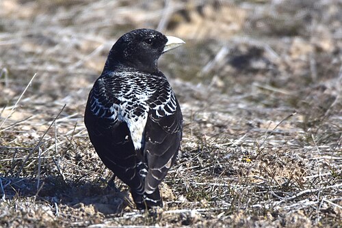 Mohrenlerche (Melanocorypha yeltoniensis)