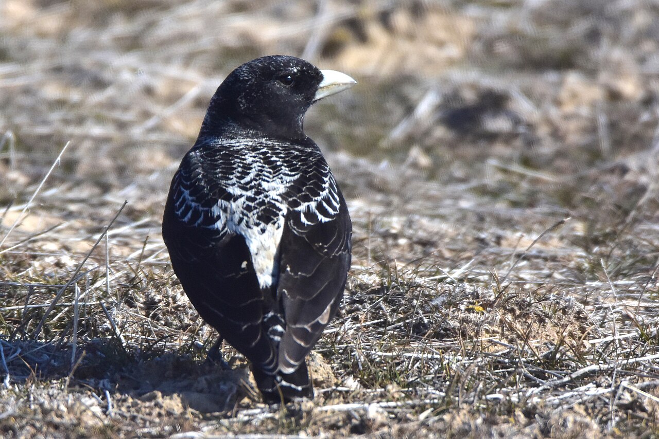 Zwarte leeuwerik (Melanocorypha yeltoniensis)
