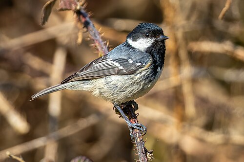 Tannenmeise (Periparus ater)