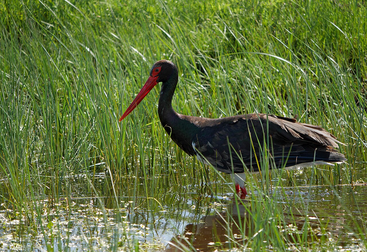 Zwarte ooievaar (Ciconia nigra)