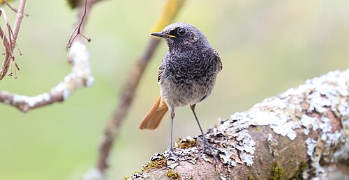 Hausrotschwanz (Phoenicurus ochruros)