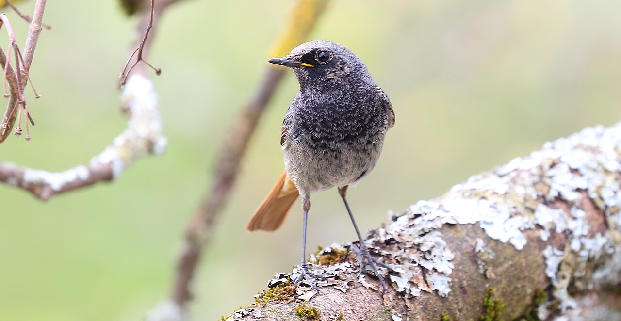 Zwarte roodstaart (Phoenicurus ochruros)
