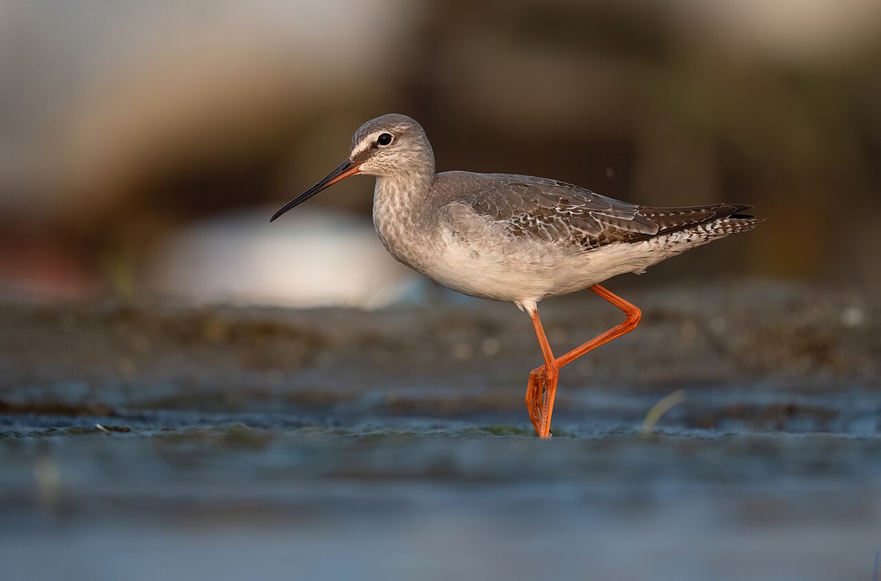 Zwarte ruiter (Tringa erythropus)