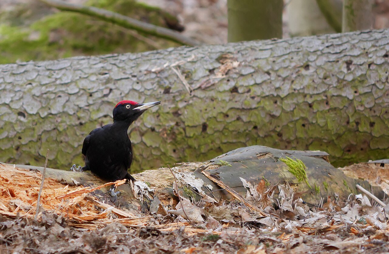 Zwarte specht (Dryocopus martius)