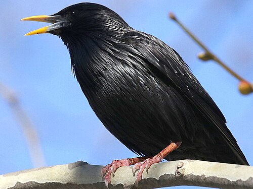 Einfarbstar (Sturnus unicolor)
