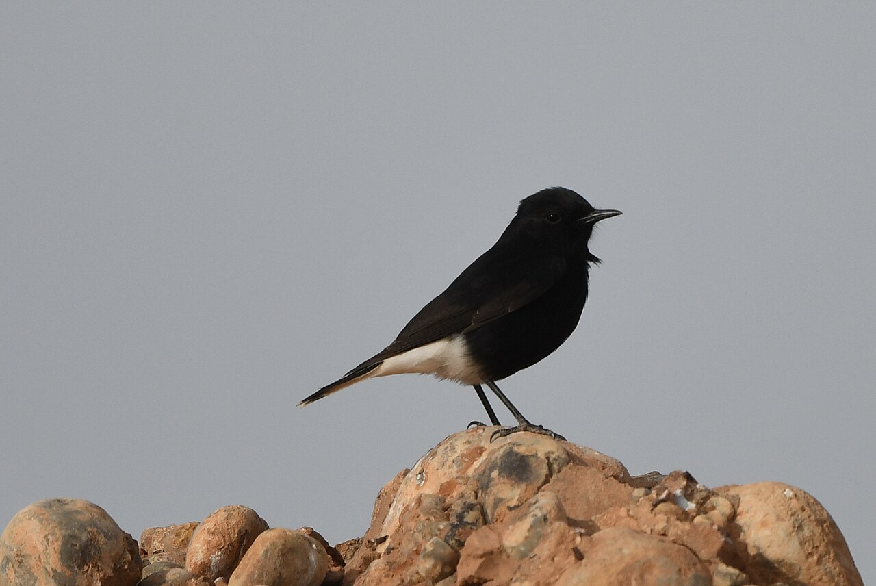 Zwarte tapuit (Oenanthe leucura)