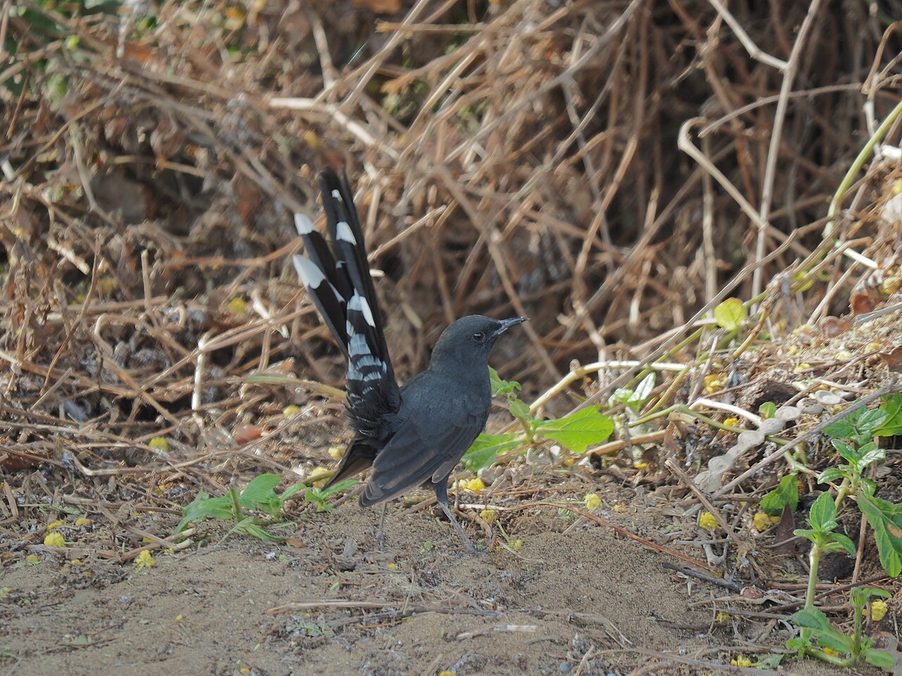 Zwarte waaierstaart (Cercotrichas podobe)