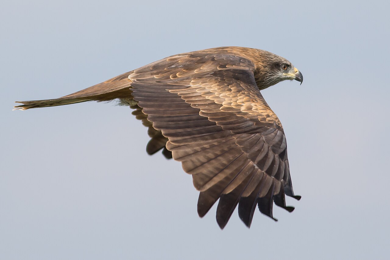 Zwarte wouw (Milvus migrans)