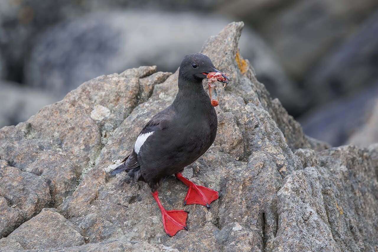 Zwarte zeekoet (Cepphus grylle)