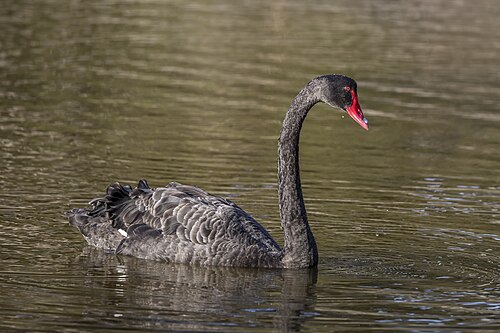 Trauerschwan (Cygnus atratus)
