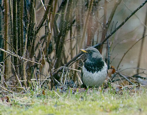 Schwarzkehldrossel (Turdus atrogularis)