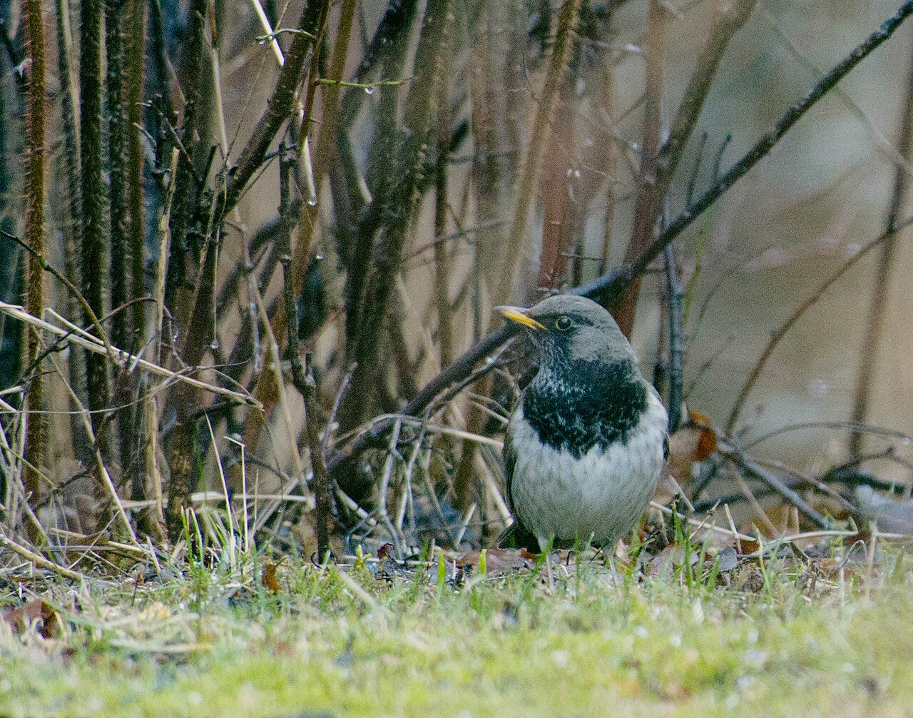 Zwartkeellijster (Turdus atrogularis)