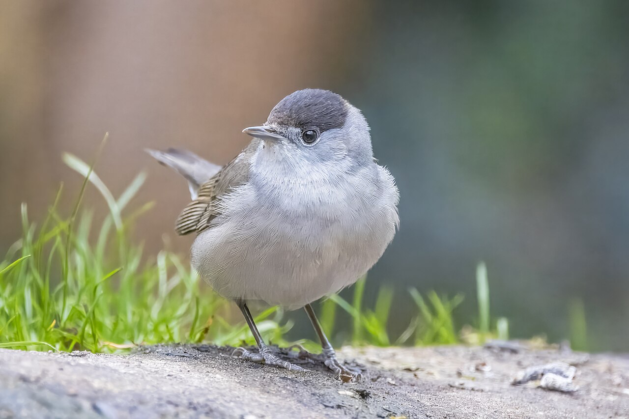 Zwartkop (Sylvia atricapilla)