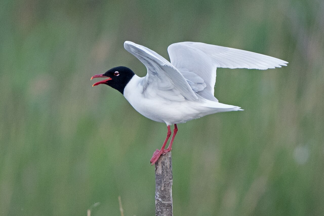 Zwartkopmeeuw (Ichthyaetus melanocephalus)