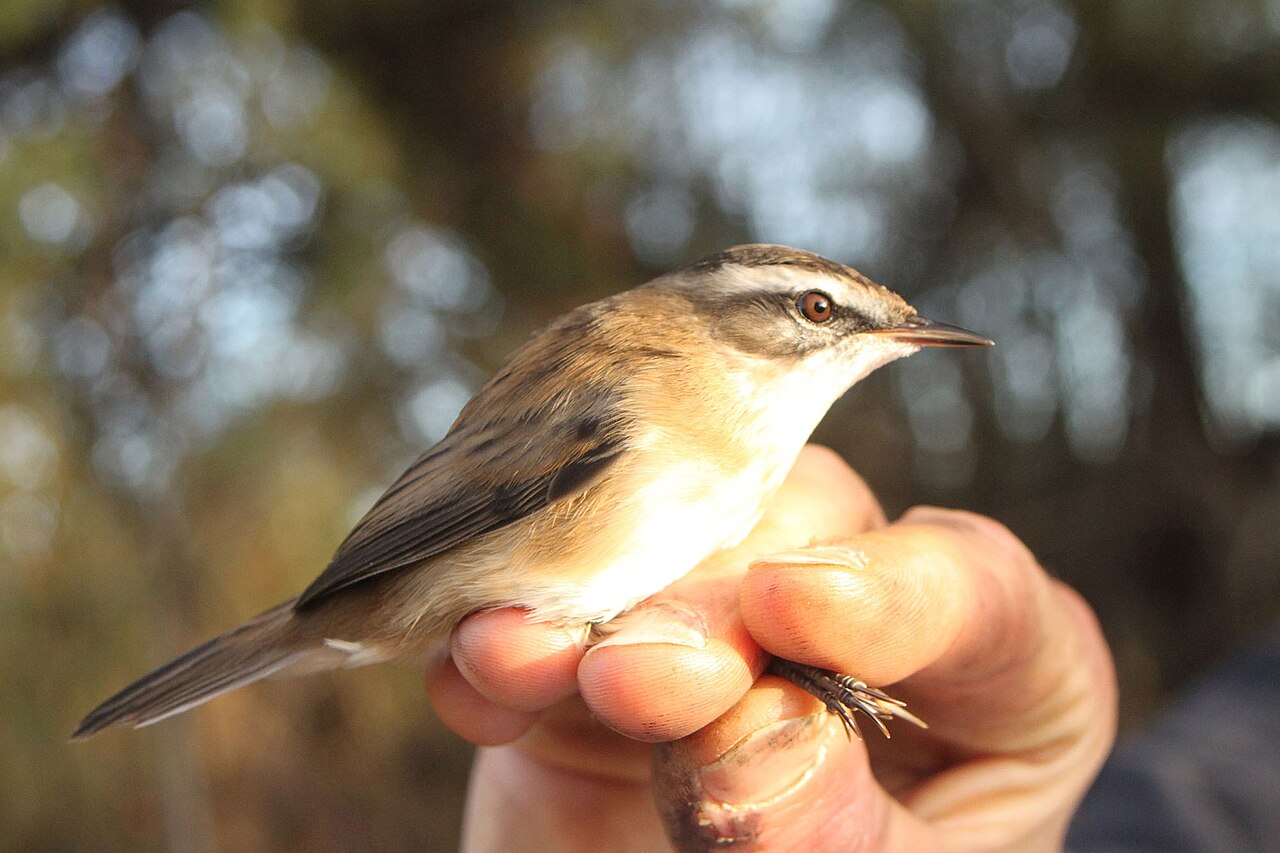 Zwartkoprietzanger (Acrocephalus melanopogon)