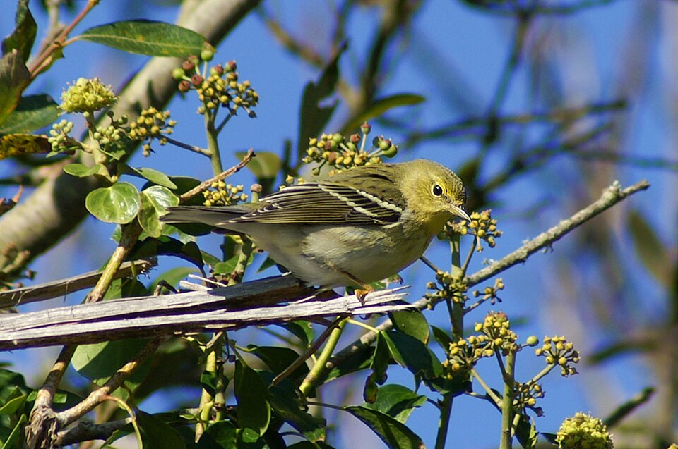 Zwartkopzanger (Setophaga striata)