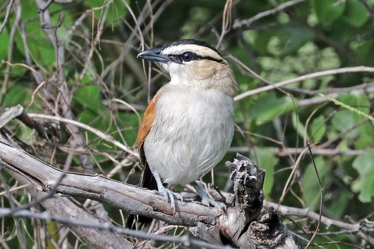 Zwartkruintsjagra (Tchagra senegalus)