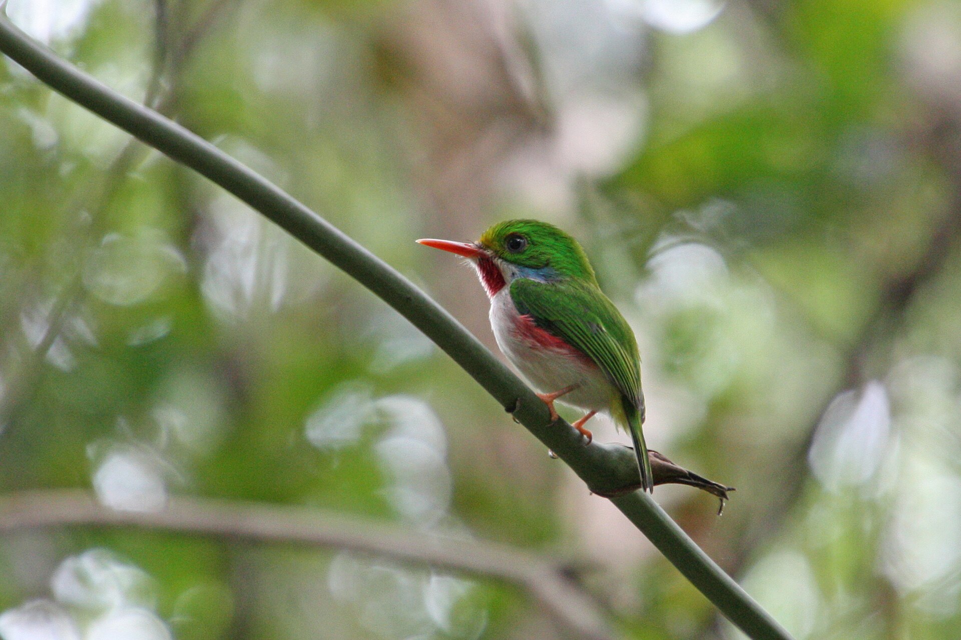 Cuban tody on a branch in Ciénaga de Zapata National Park, Cuba