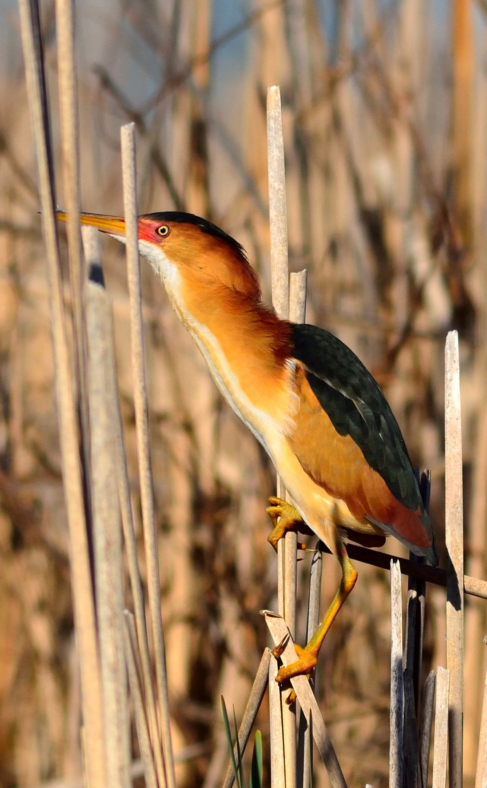 Amerikaans woudaapje (Botaurus exilis)