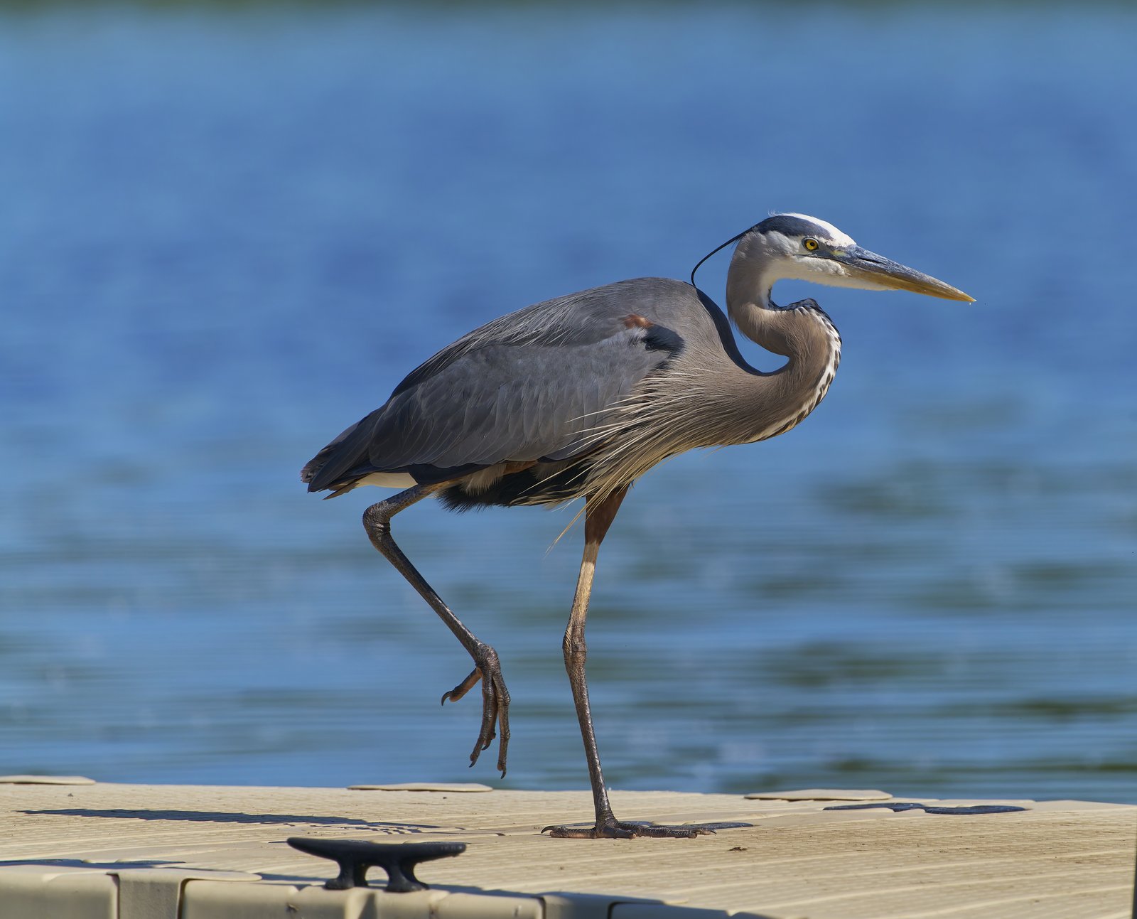 Amerikaanse blauwe reiger (Ardea herodias)