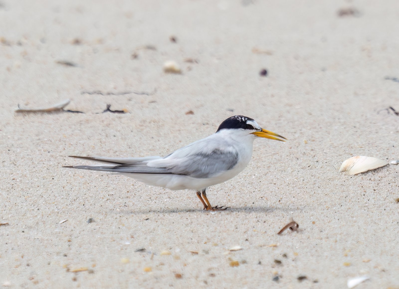 Amerikaanse dwergstern (Sternula antillarum)