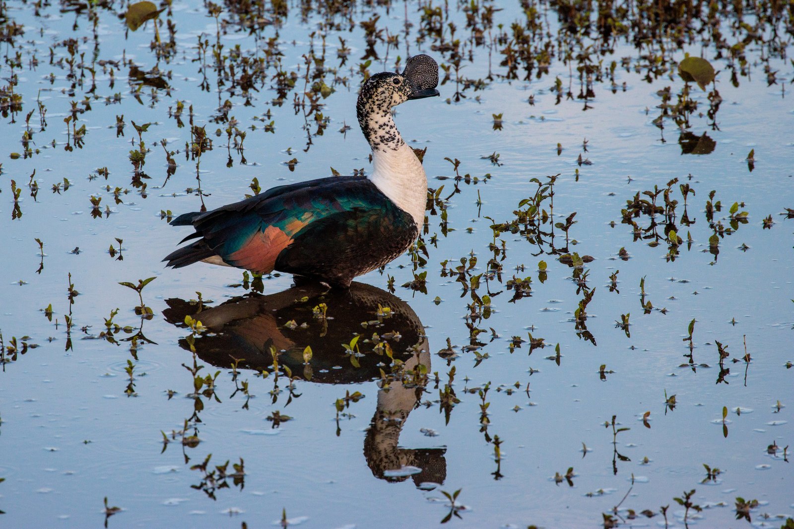 Amerikaanse knobbeleend (Sarkidiornis sylvicola)