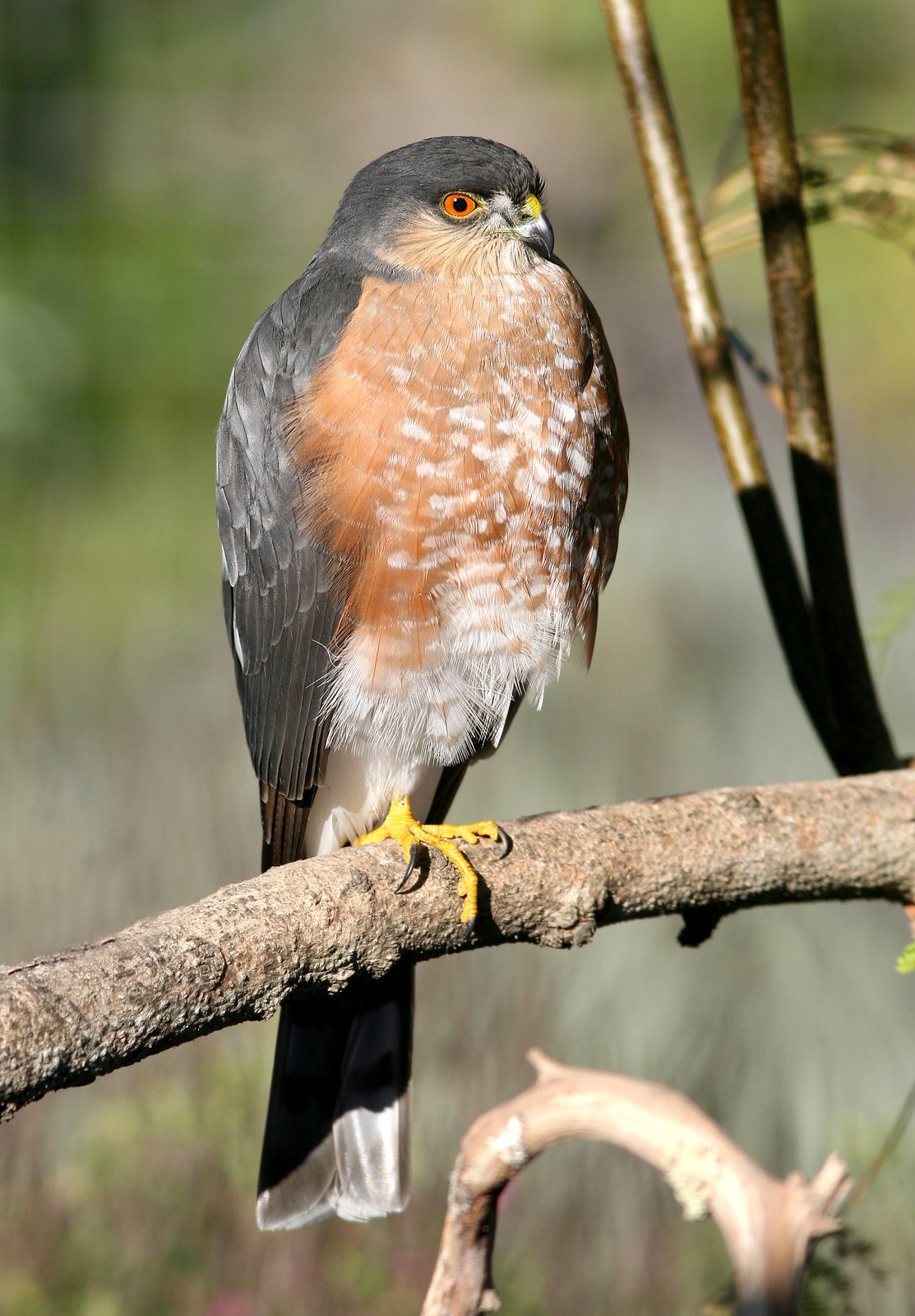 Amerikaanse sperwer (Accipiter striatus)