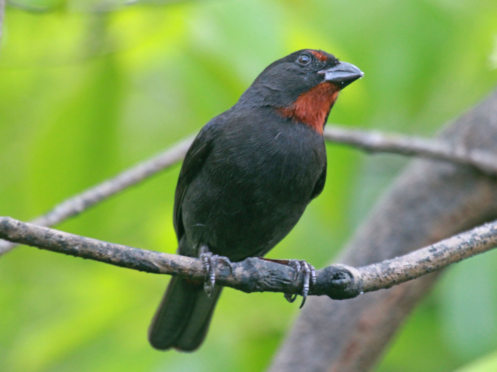 Antillendikbekje (Loxigilla noctis)