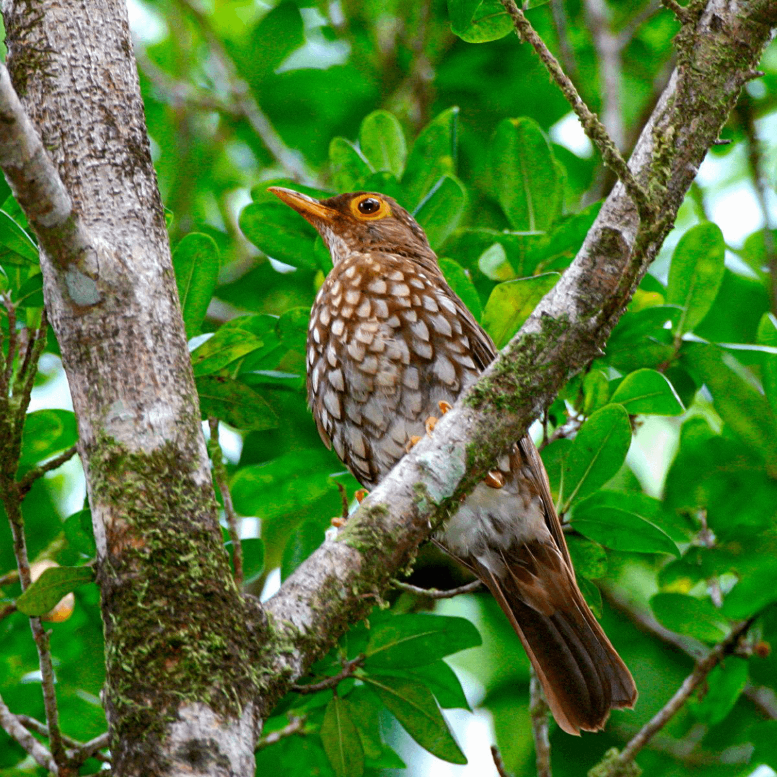 Antillenlijster (Turdus lherminieri)