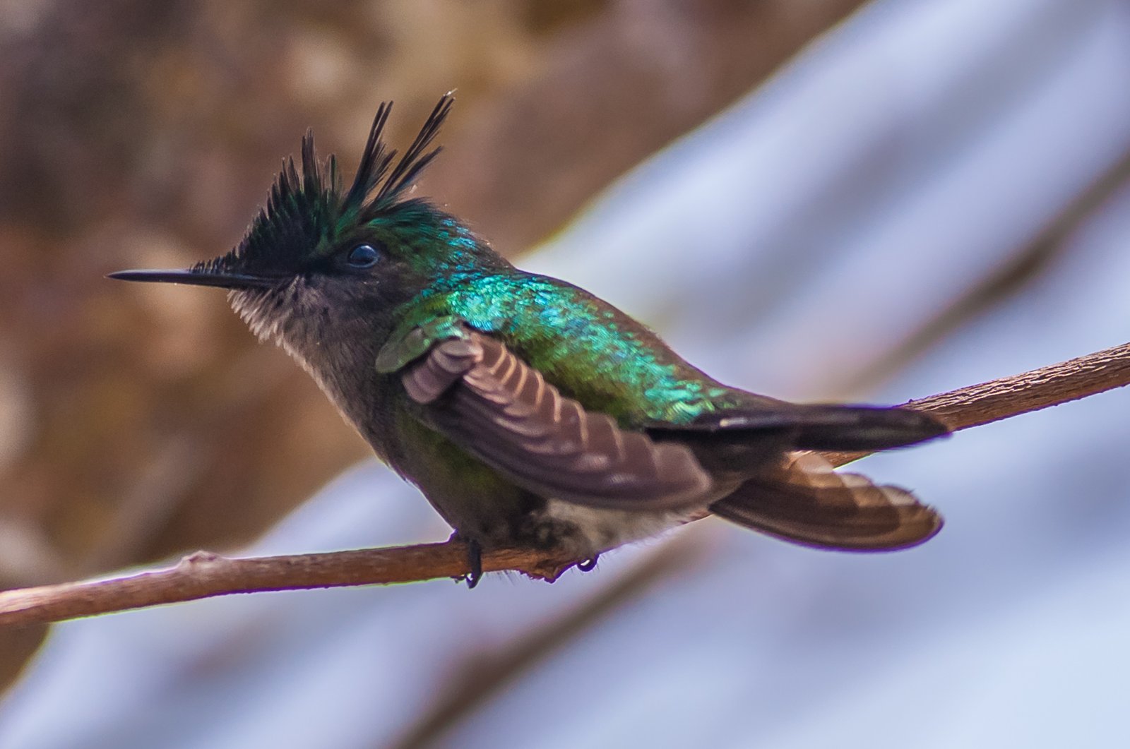Antilliaanse kuifkolibrie (Orthorhyncus cristatus)