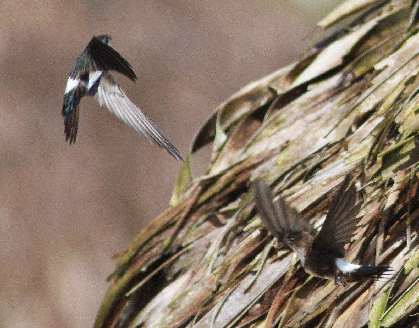 Antilliaanse palmgierzwaluw (Tachornis phoenicobia)