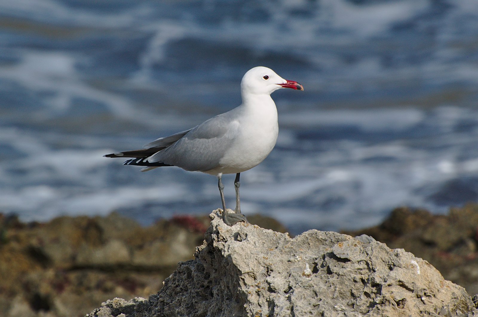 Audouins meeuw (Ichthyaetus audouinii)