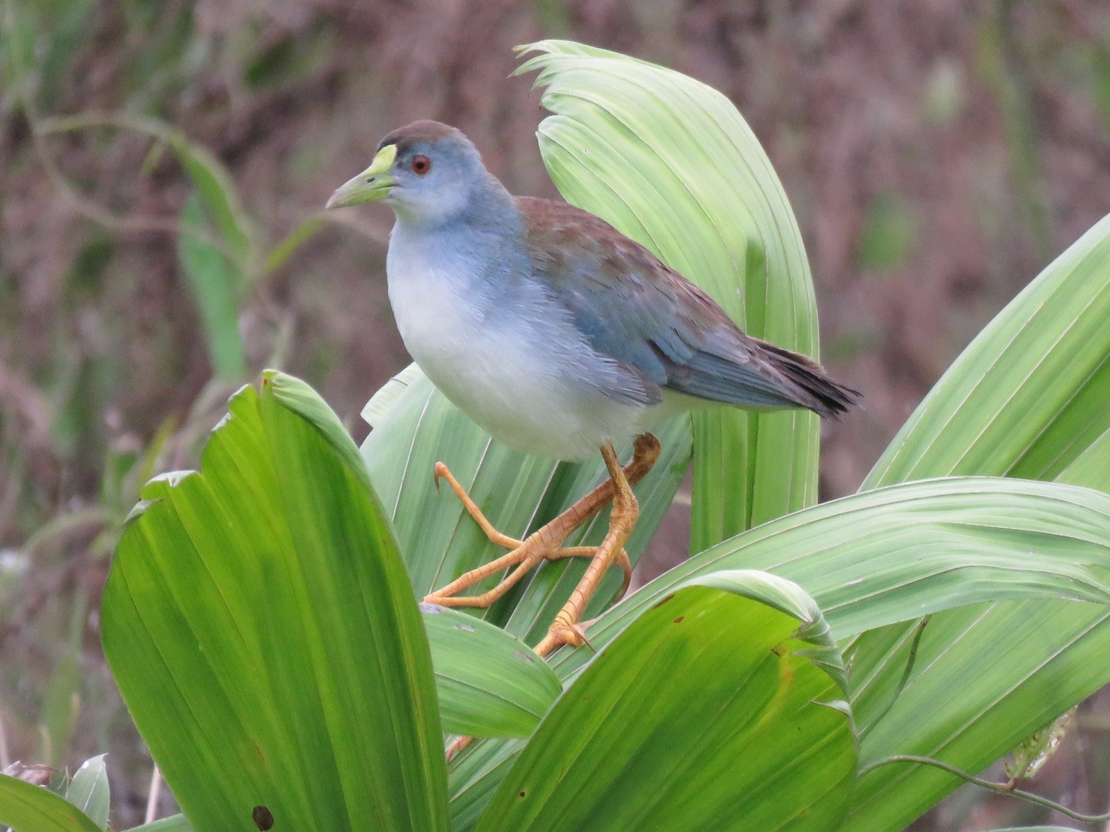 Azuurpurperhoen (Porphyrio flavirostris)