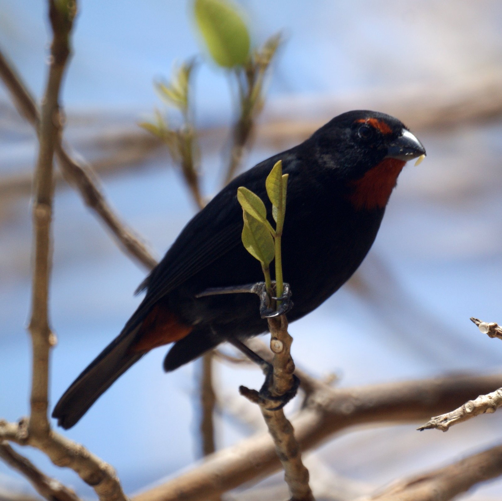 Bahamadikbekje (Melopyrrha violacea)