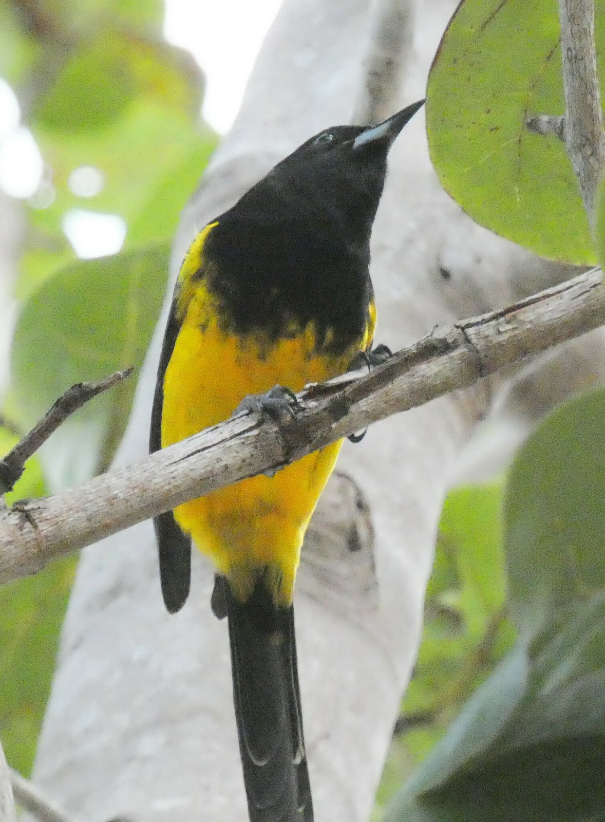 Bahamatroepiaal (Icterus northropi)