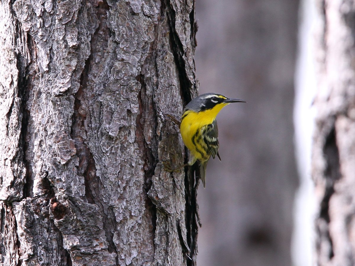 Bahamazanger (Setophaga flavescens)