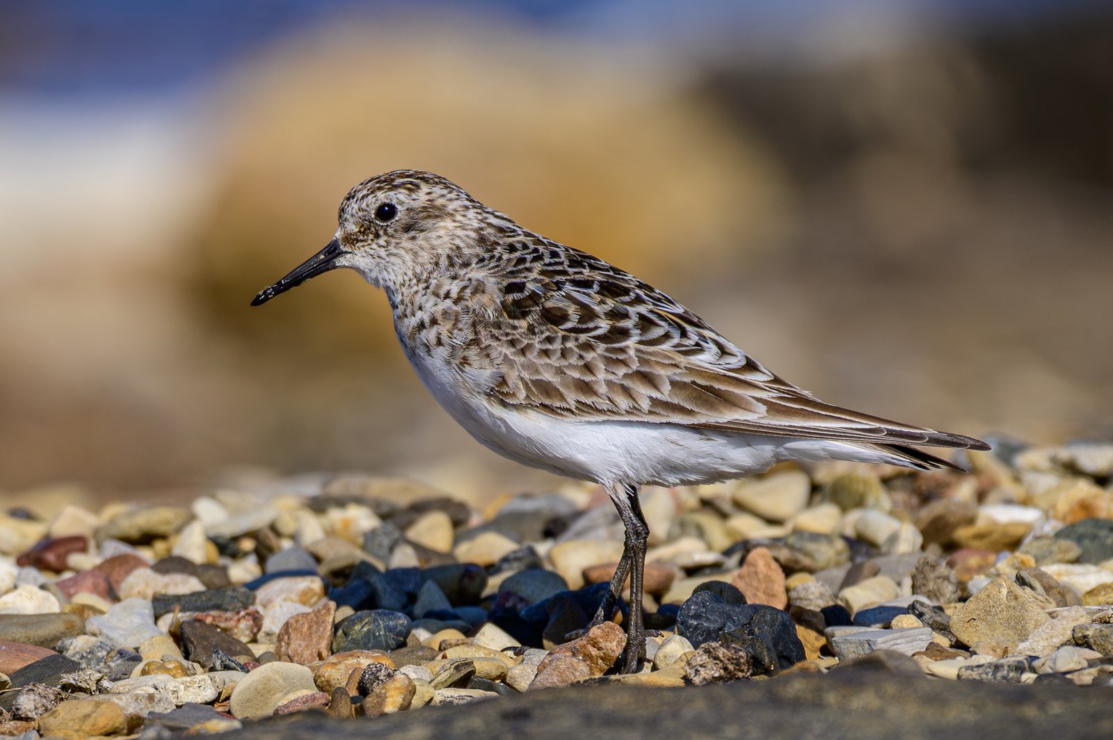 Bairds strandloper (Calidris bairdii)