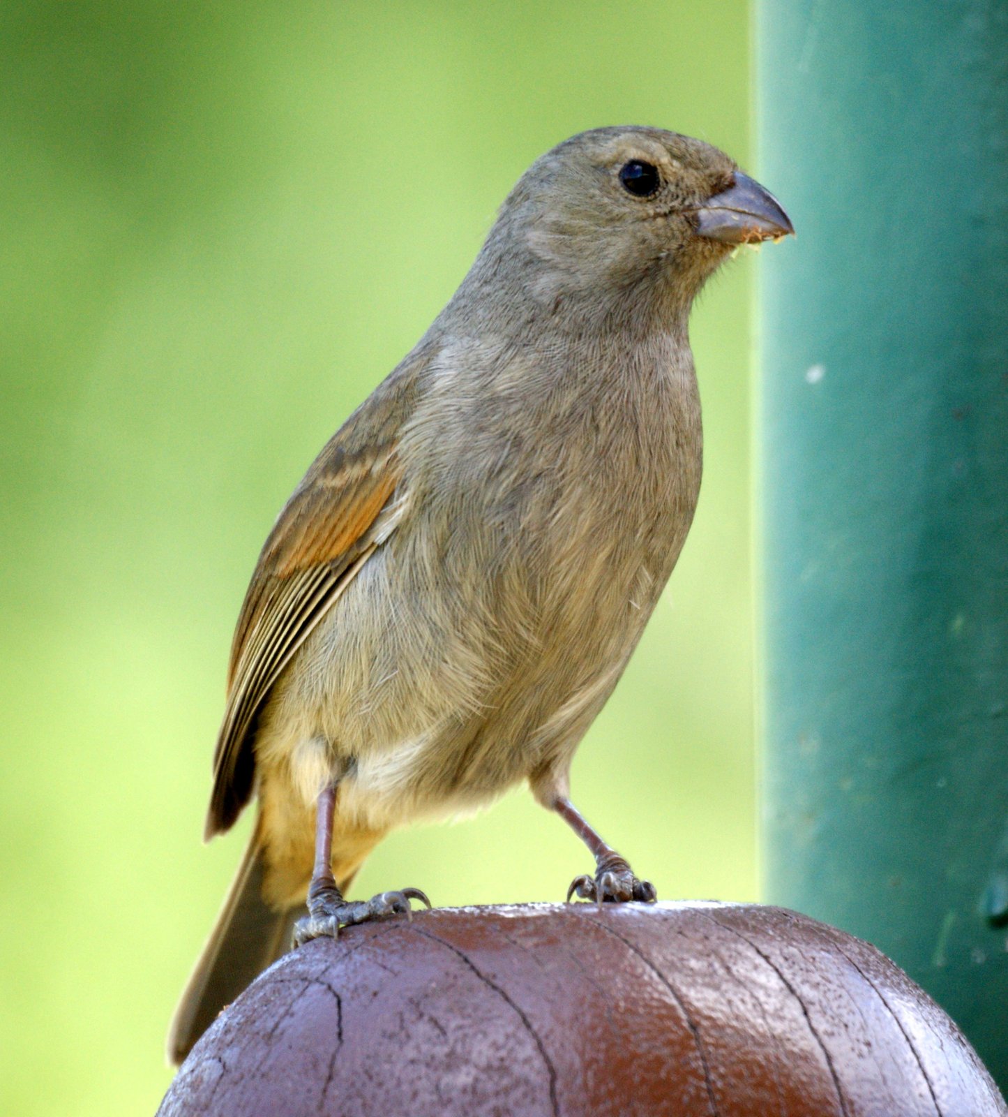 Barbadosdikbekje (Loxigilla barbadensis)
