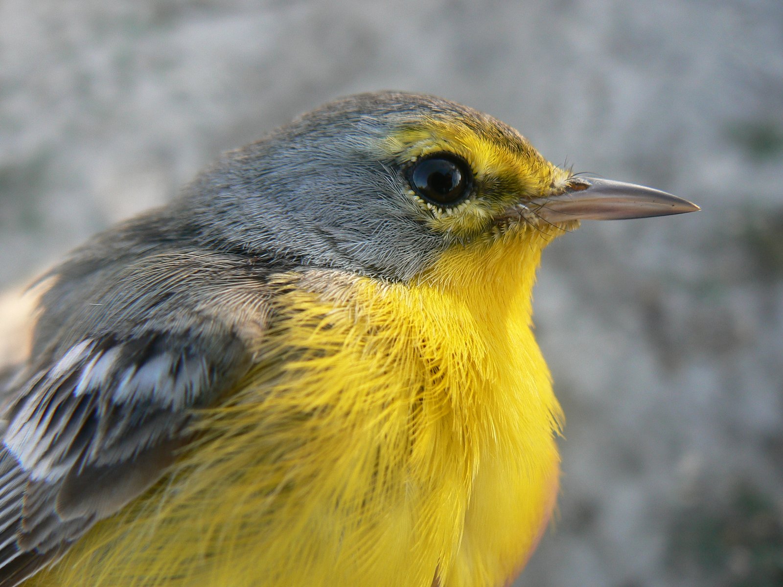 Barbudazanger (Setophaga subita)