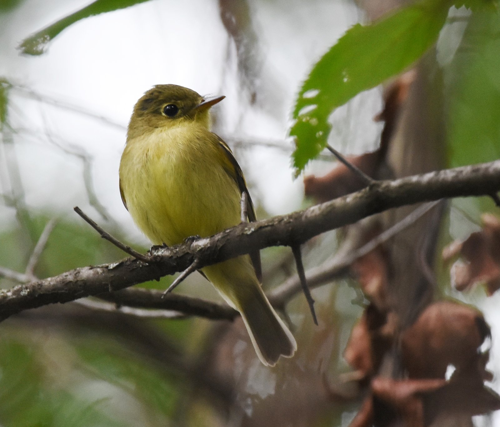 Berkenfeetiran (Empidonax flaviventris)