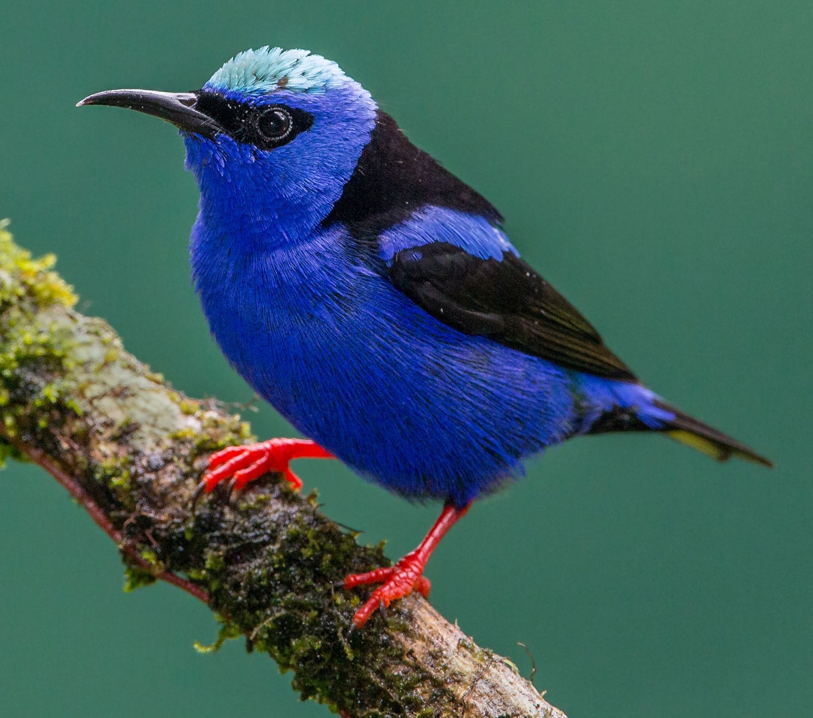 Blauwe suikervogel (Cyanerpes cyaneus)