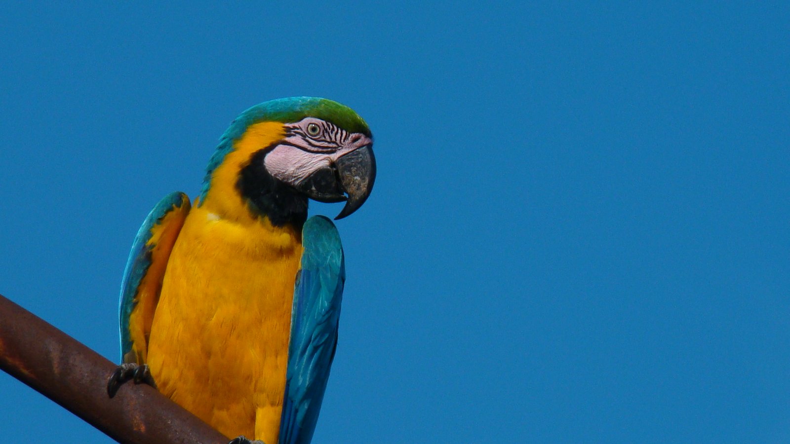 Blauwgele ara (Ara ararauna)