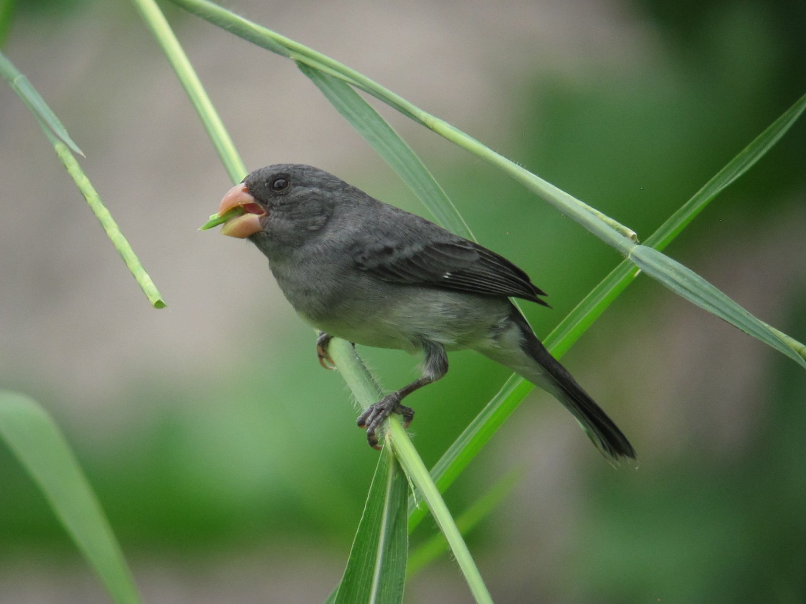 Blauwgrijs dikbekje (Sporophila intermedia)