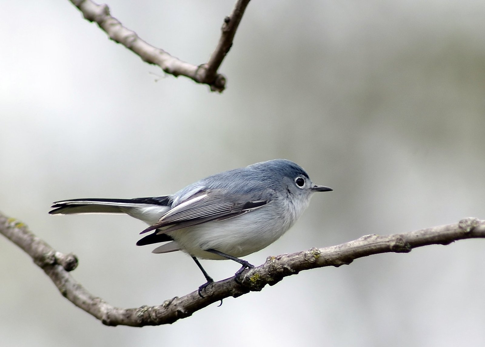 Blauwgrijze muggenvanger (Polioptila caerulea)